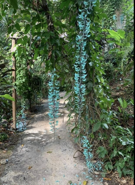 Beautiful Blue Jade Flower Vine, Excellent Landscape Accent Piece