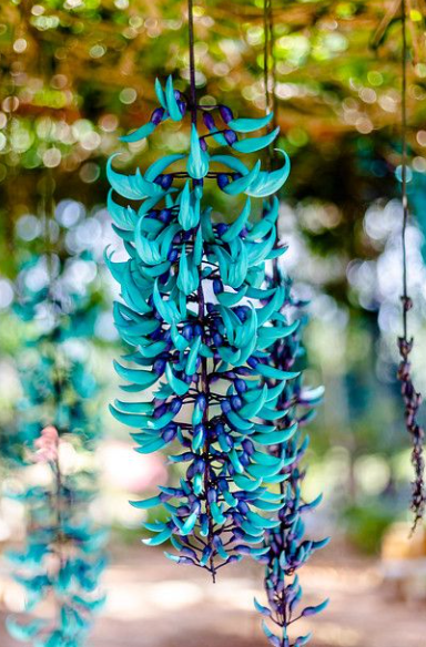 Beautiful Blue Jade Flower Vine, Excellent Landscape Accent Piece