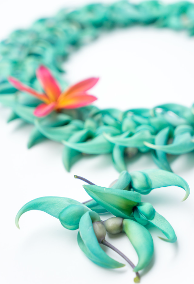 Beautiful Blue Jade Flower Vine, Excellent Landscape Accent Piece