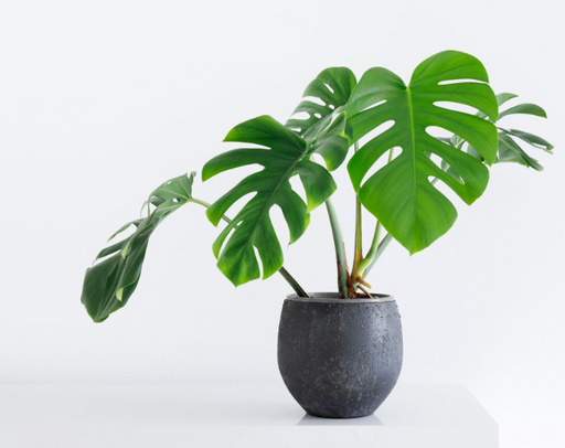 plant for house warming ME KE ALOHA PUMEHANA ~ Monstera Office Warming/House Warming/All Occas — Lehua's Forest, Flower Arrangements & Fruit Trees