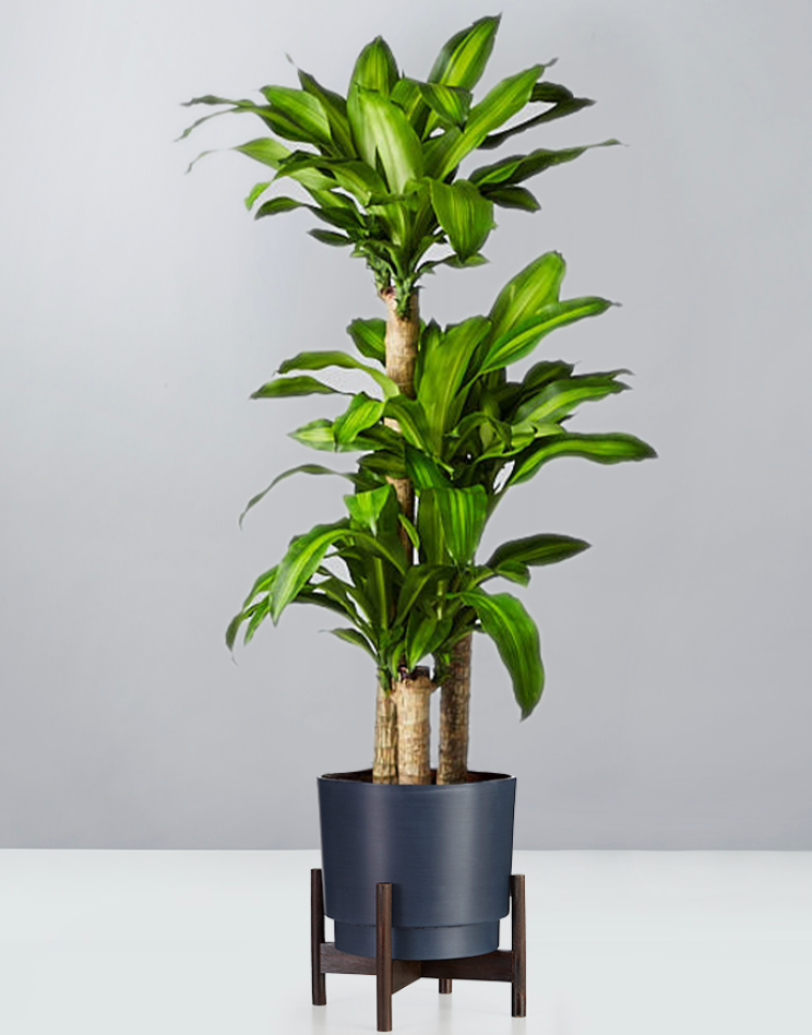 eibe wuchsform Gewöhnliche Eibe – Taxus baccata – Heinis Baumschulen