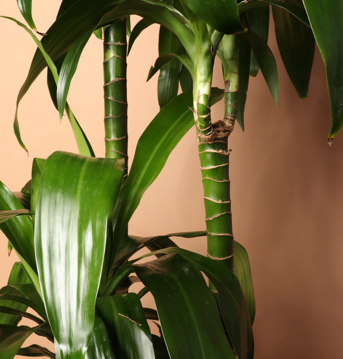 dracaena mass branch Top Choice Office or House Warming ~ "Mass Cane" Dracaena — Lehua's Forest, Flower Arrangements & Fruit Trees