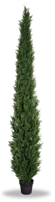 Potted Christmas Tree Buy or Rent last day to order 12/10