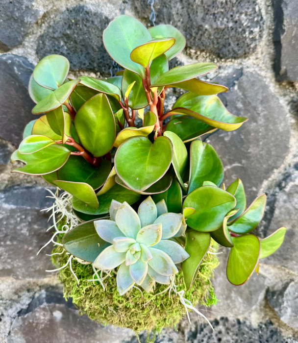 kokedama jade plant Kokedama