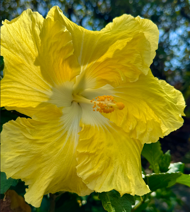 Specialty Hibiscus Hawaiian Exotic