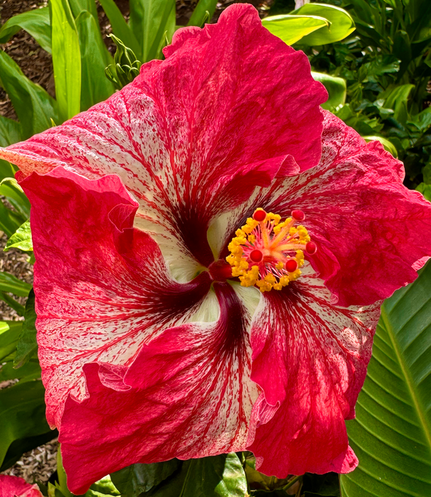 Specialty Hibiscus Hawaiian Exotic