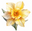 Lehua's Forest, Flower Arrangements & Fruit Trees logo