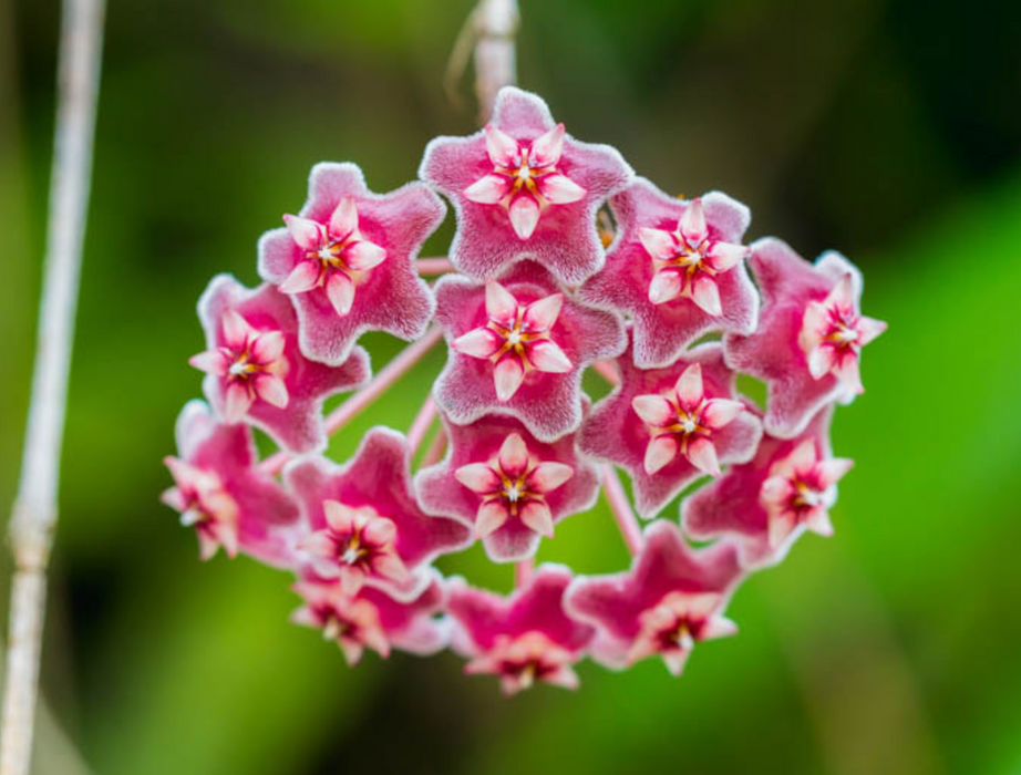Hoya BEAUTIES -  Hoya Vine Hawaiian Royal Purple - Wax plant