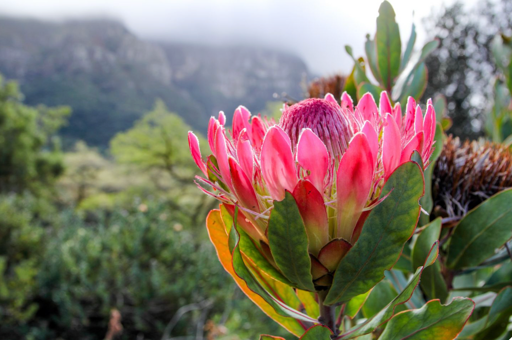 Protea Combo 5 Pack - Landscaper Special - LIMITED ITEM***