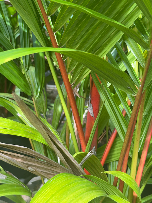 exotic palm plants Lipstick Palm ~ The world's most beautiful and exotic palms