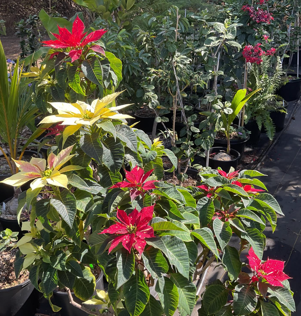 Luxury Tri-Color Poinsettia $375