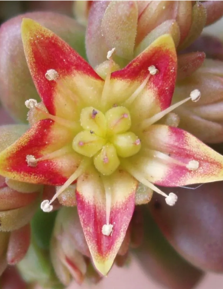 2026 Landscape & Garden Offerings