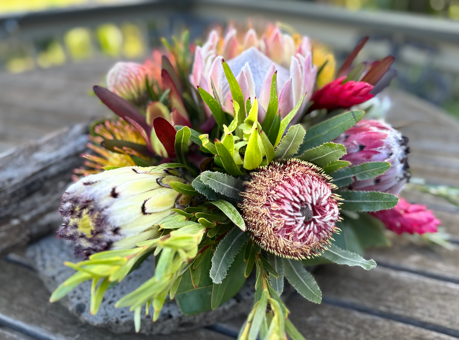 Protea Combo 5 Pack - Landscaper Special - LIMITED ITEM***