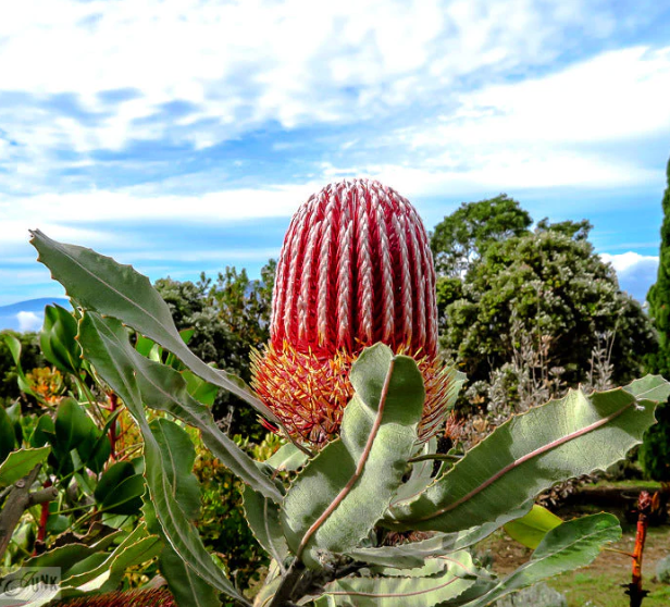 Protea Combo 5 Pack - Landscaper Special - LIMITED ITEM***