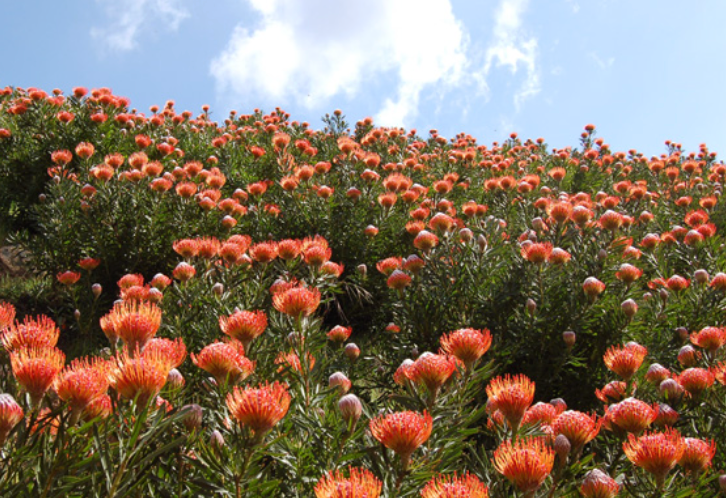 Protea Combo 5 Pack - Landscaper Special - LIMITED ITEM***