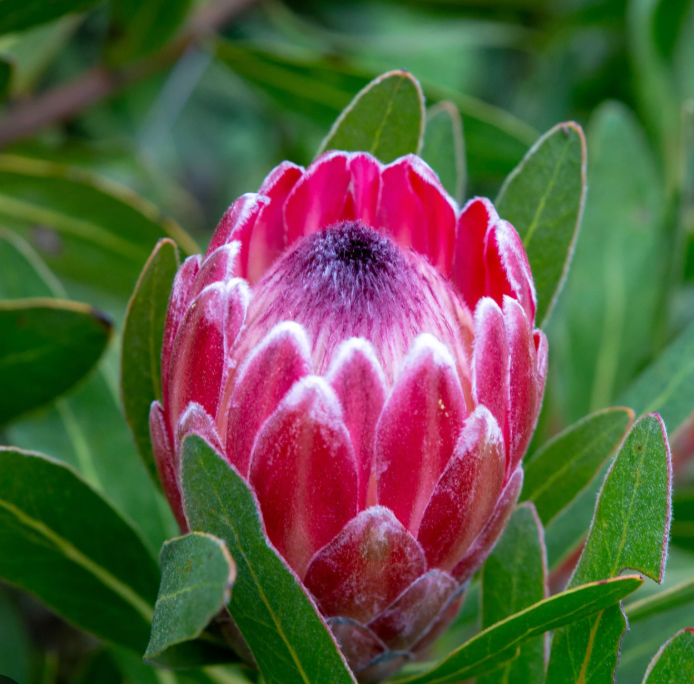Protea Combo 5 Pack - Landscaper Special - LIMITED ITEM***