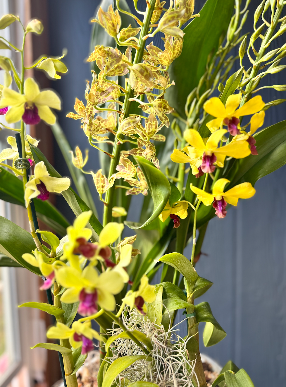 Custom Maui-Grown Orchid Arrangements