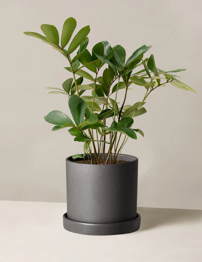 cardboard palm plant Trending Gift