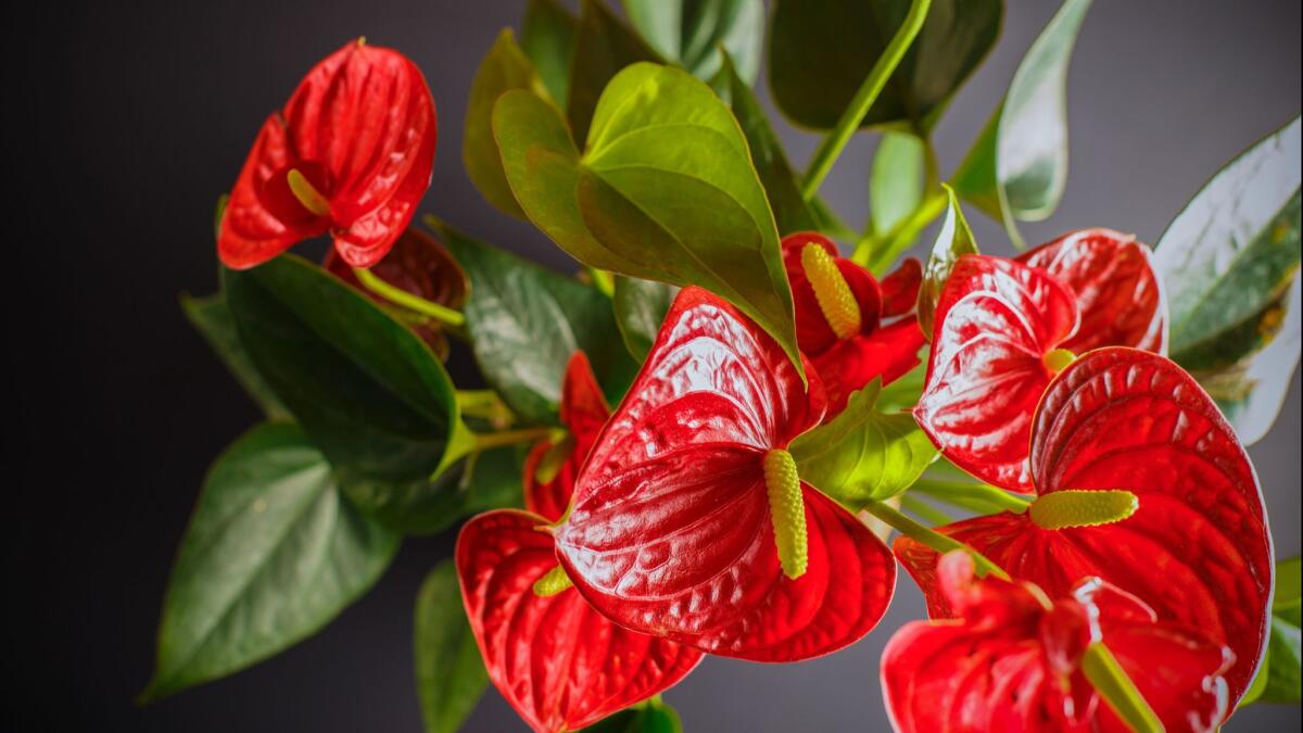 Heart On A Stem - Simple Loving Gift That Grows