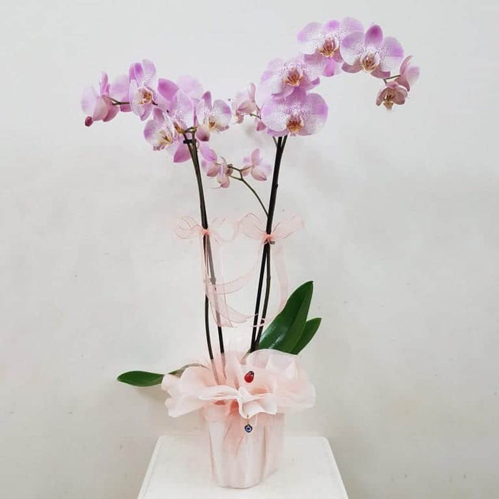 Orchid Gift For All Occasions  ~ On A Budget Gift