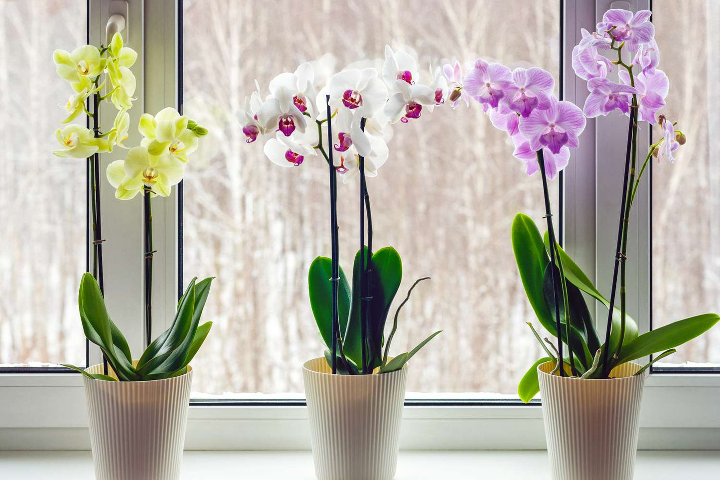 Maui Grown Premium Orchids