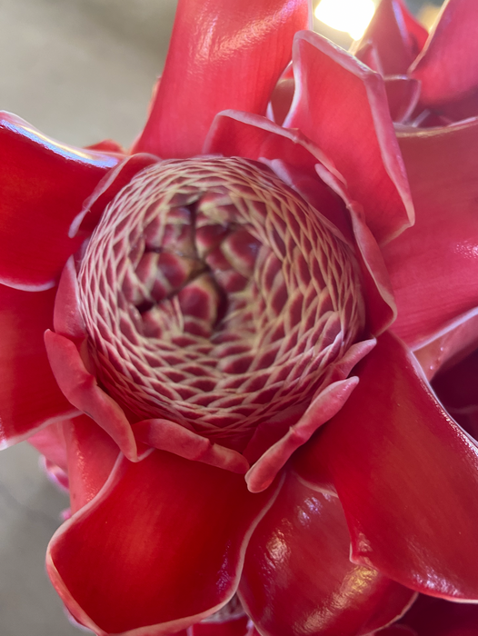 4 Exotic Ginger Type Combo — Lehua's Forest, Flower Arrangements