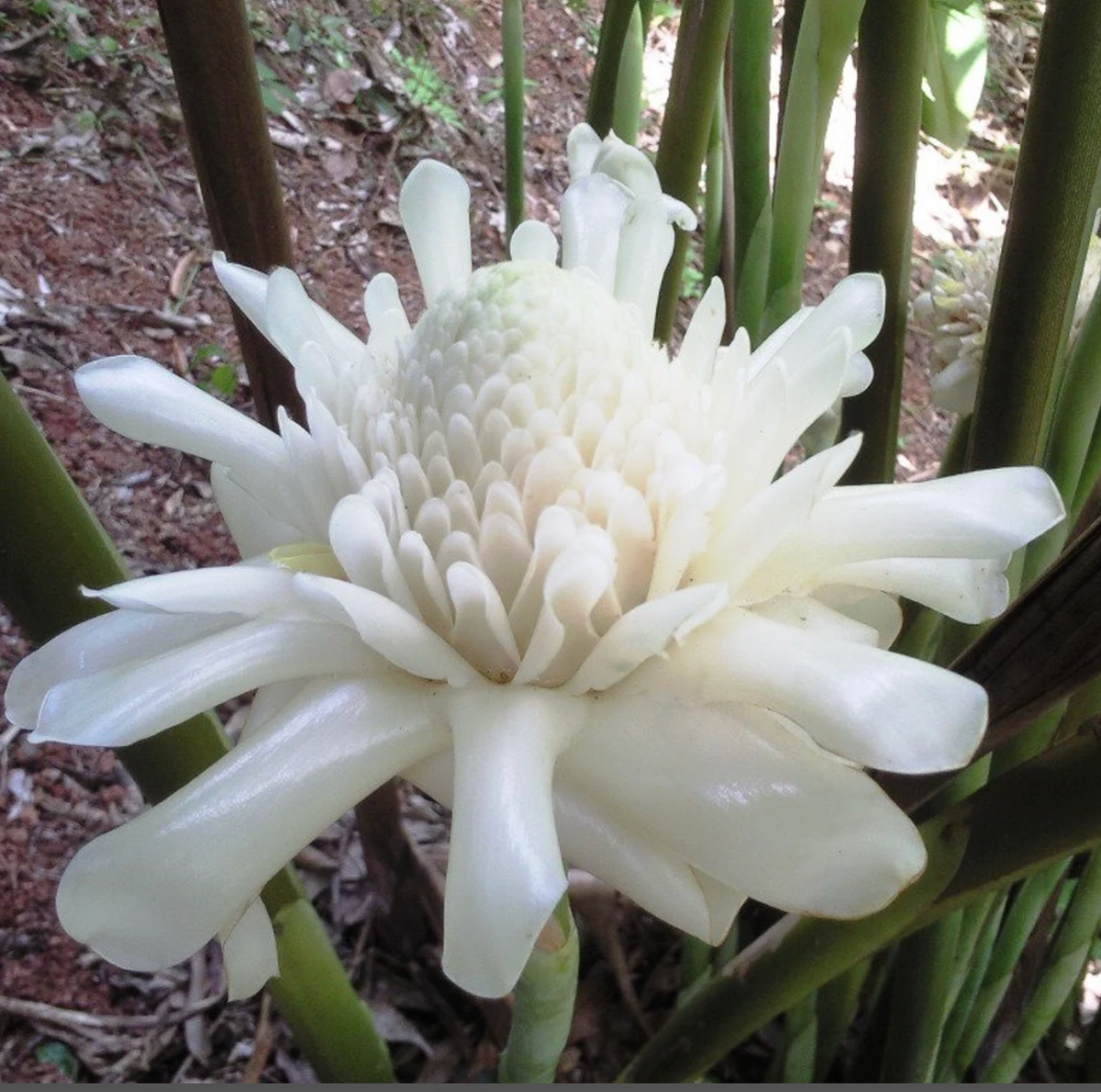 4 Exotic Ginger Type Combo — Lehua's Forest, Flower Arrangements