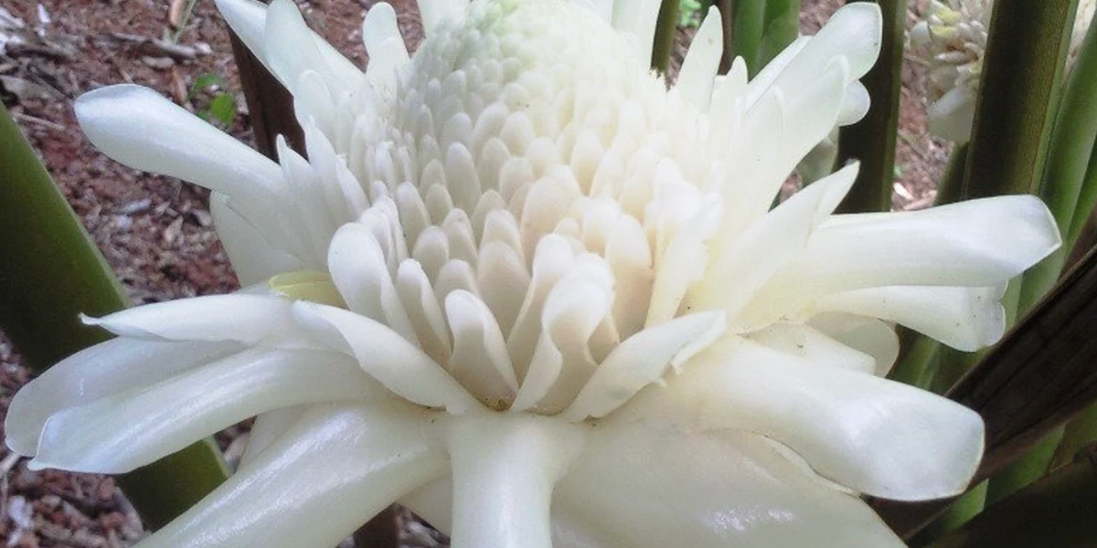 4 Exotic Ginger Type Combo — Lehua's Forest, Flower Arrangements