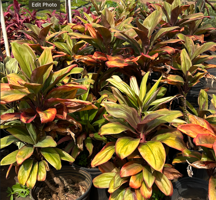 Ti Leaf Accents - Variegated Lux 5 Pack