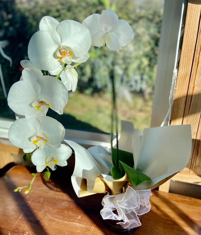 Orchid Arrangements