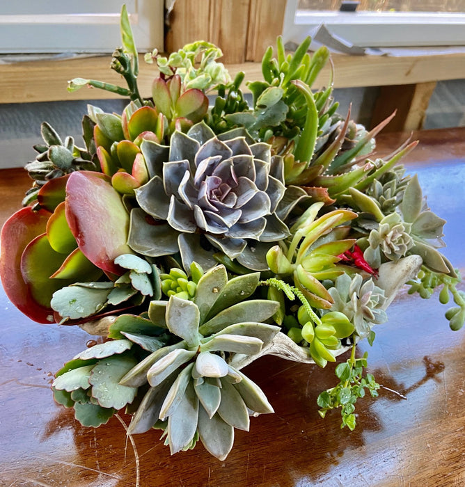 succulents in clamshell Lux Clam Shell Boho