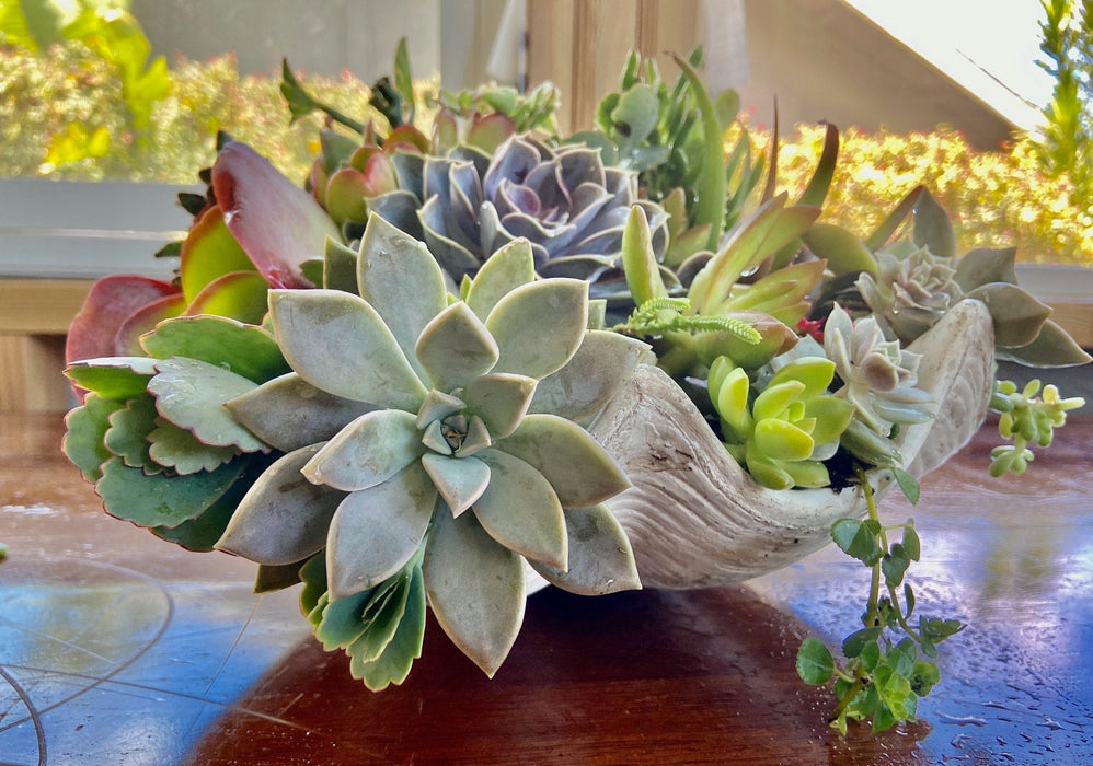 clam shell succulent planter Lux Clam Shell Boho