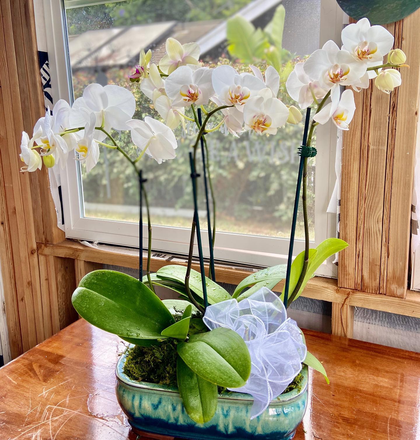 Orchid Arrangements