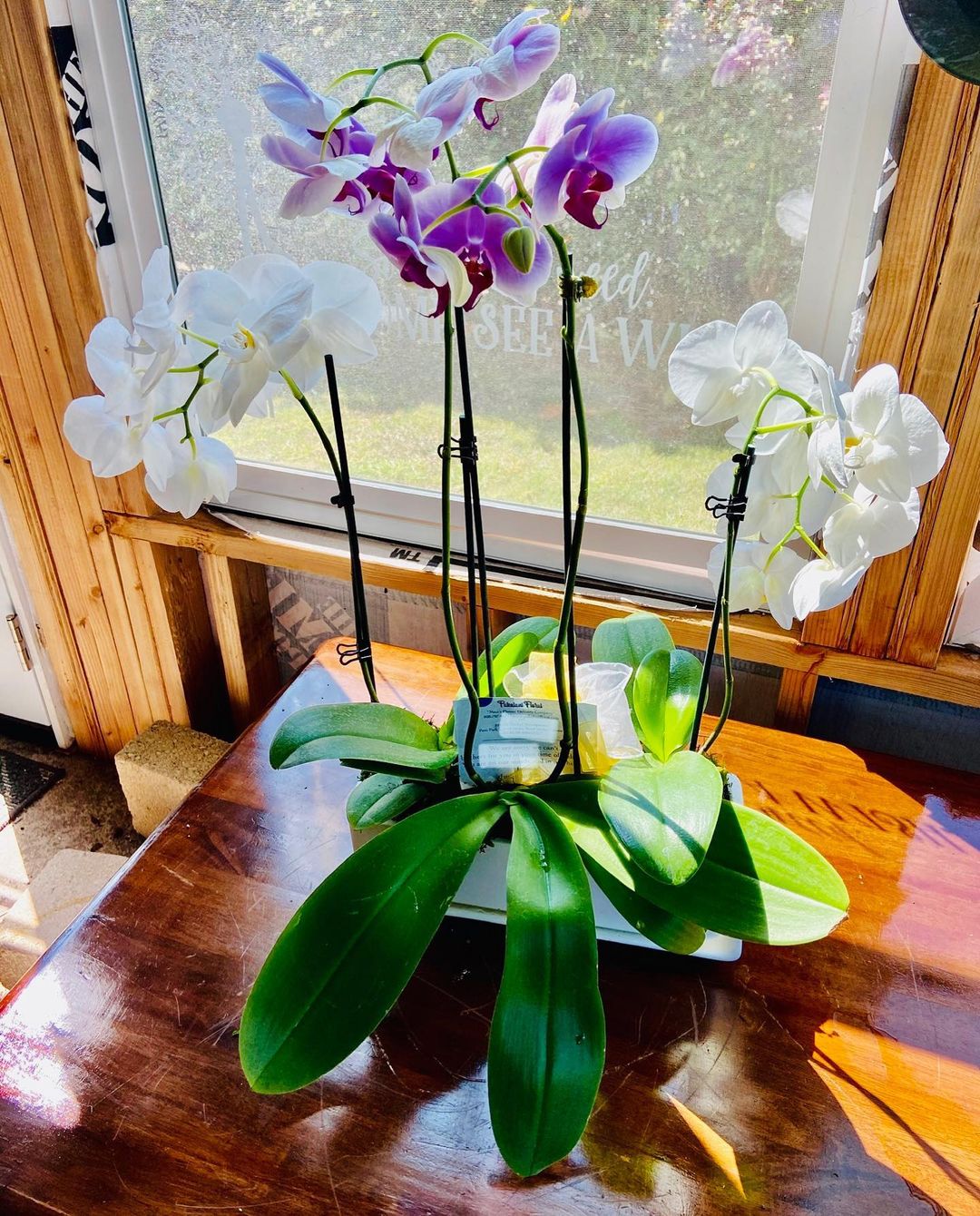 Orchid Arrangements