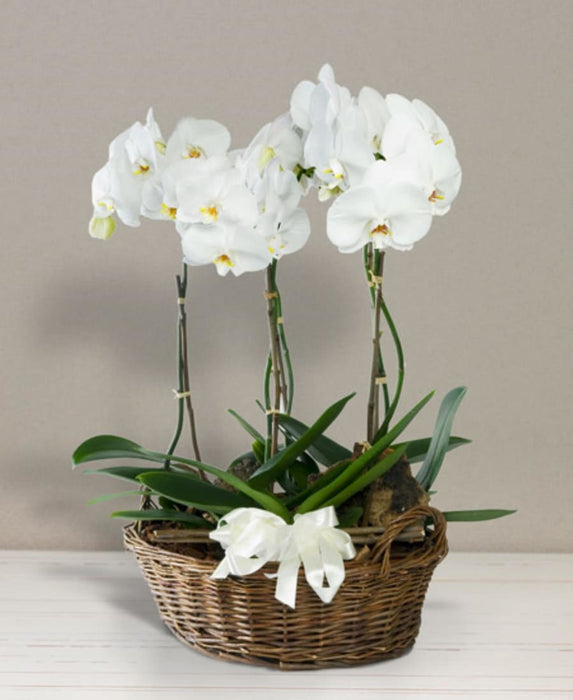 Fresh Flower Arrangements