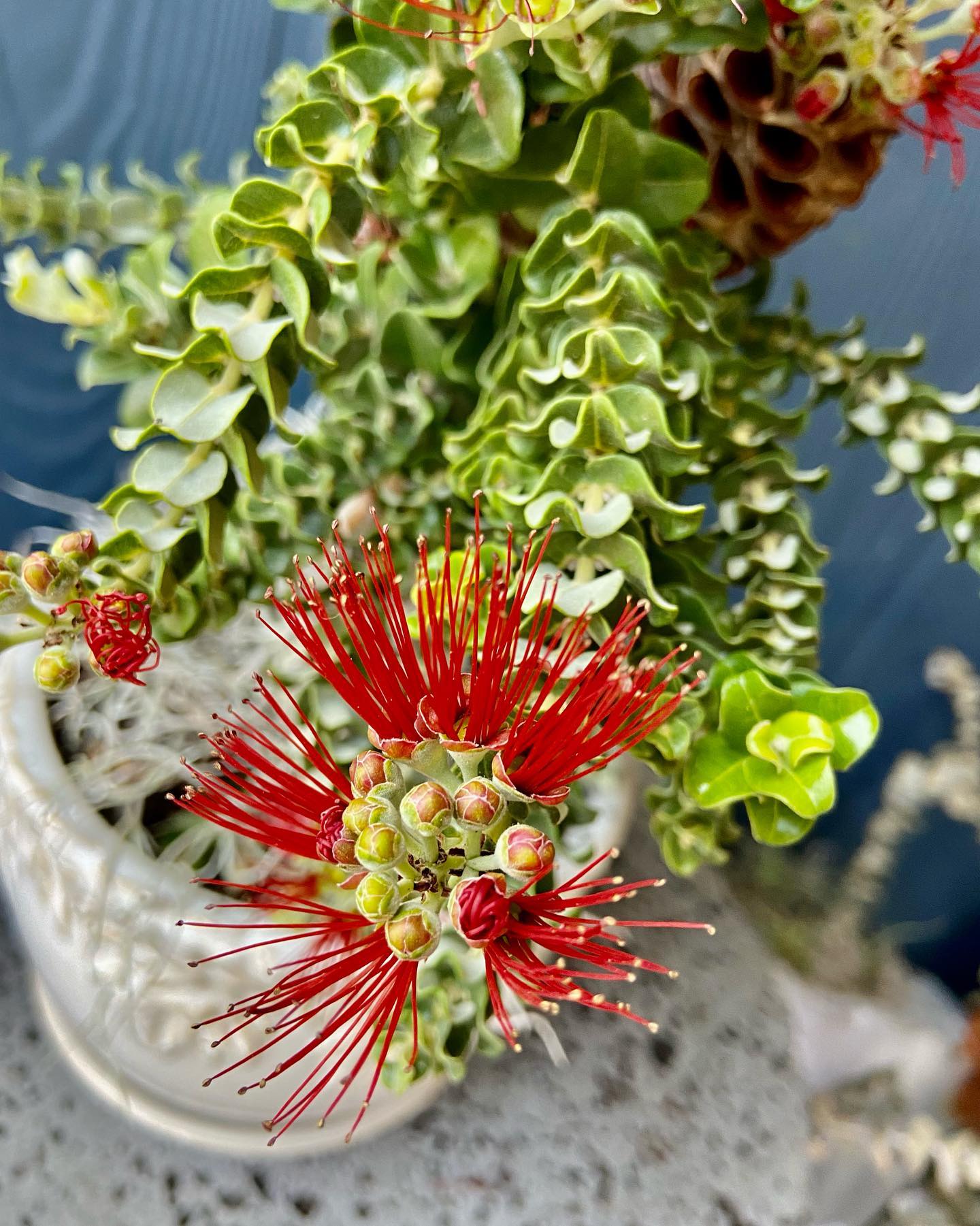 Rare! Short Leaf Ohia Lehua