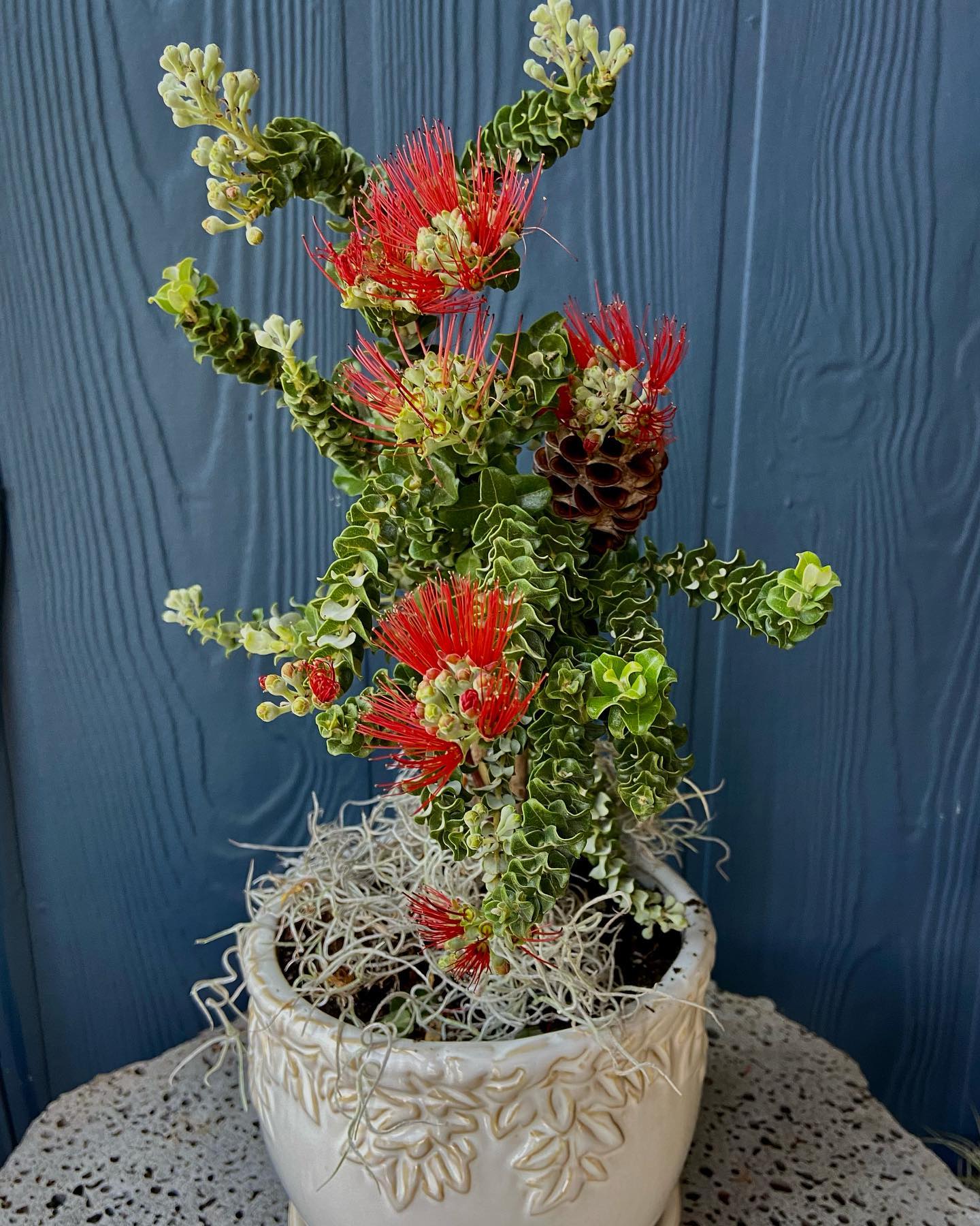 Rare! Short Leaf Ohia Lehua