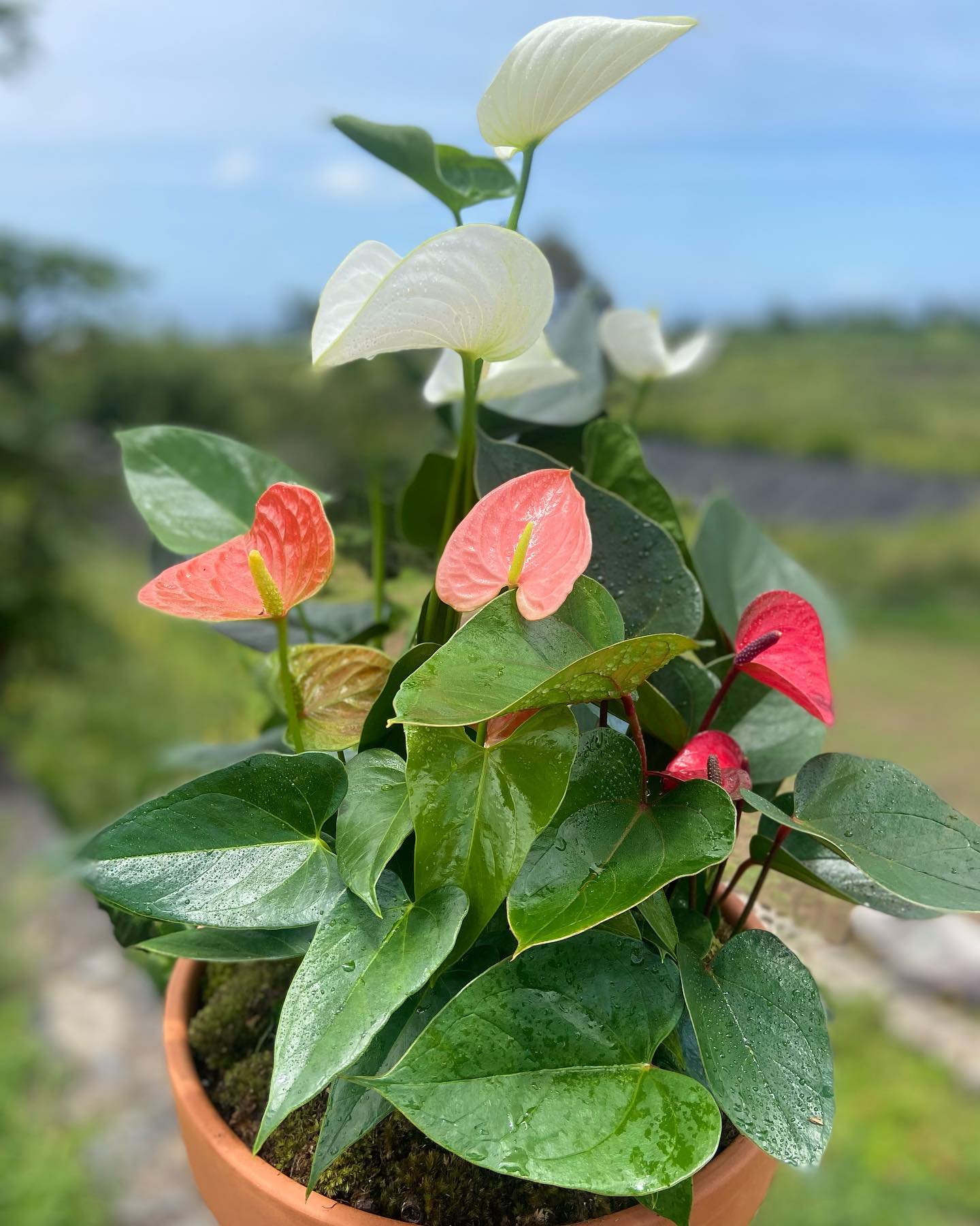 Tri-Color "Hearts on a Stem" Anturium Plant ~  Air Purifying