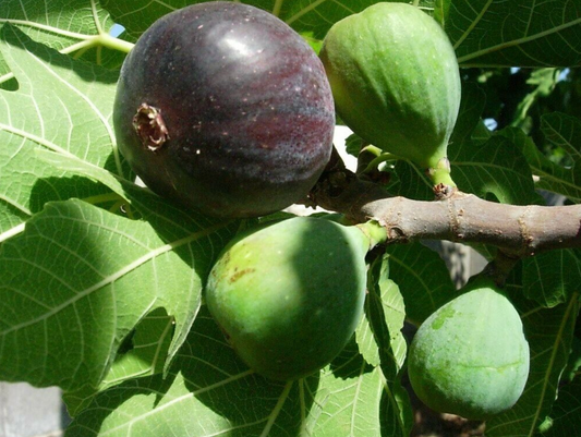 Fruiting Fig Tree