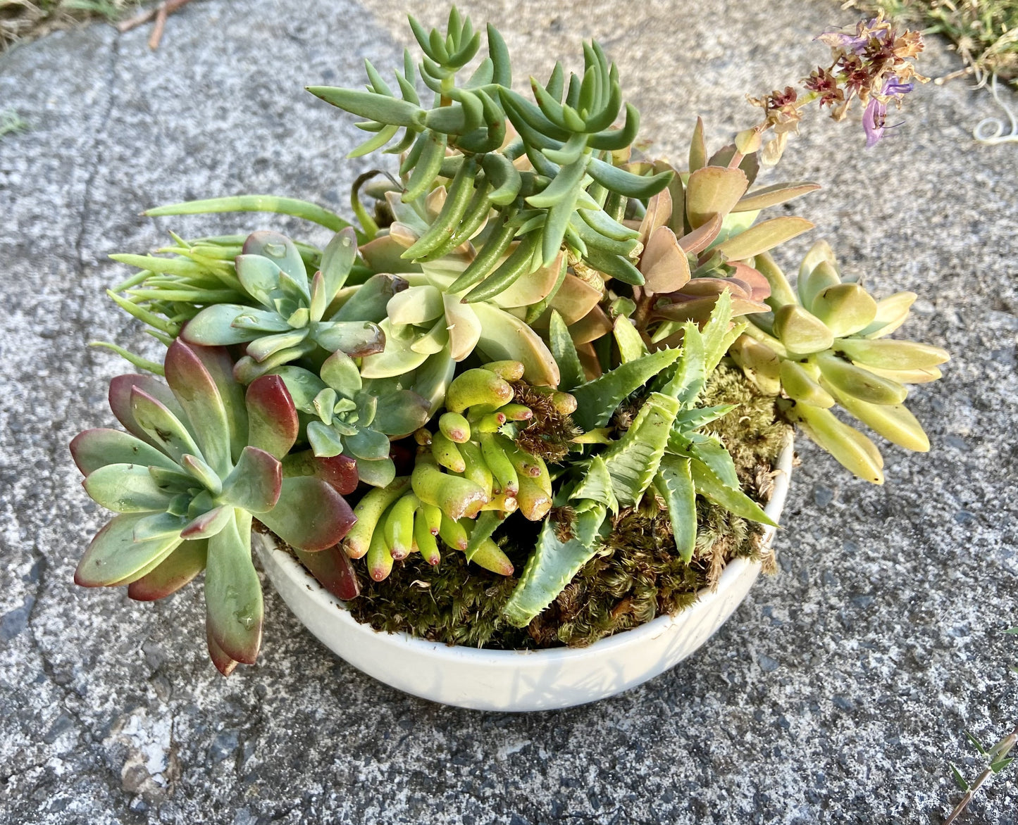 White Ceramic Circle, Live Succulent Arrangement with Bamboo Tray
