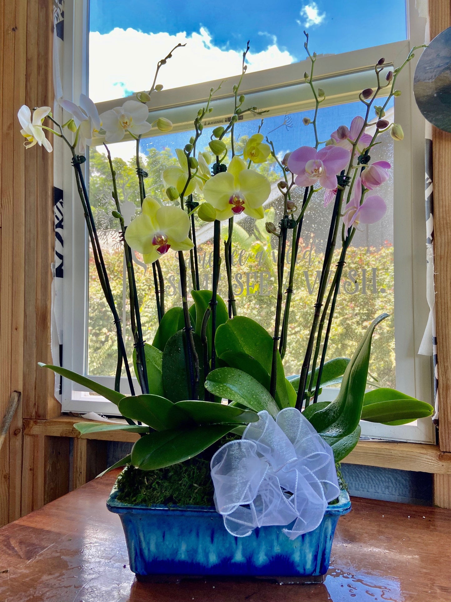 Orchid Arrangements