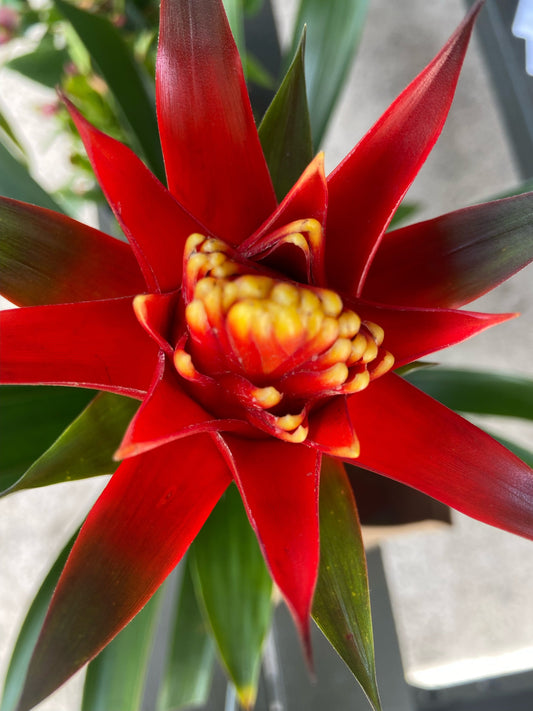 Blossoming Bromeliad ~ You are my shining star!