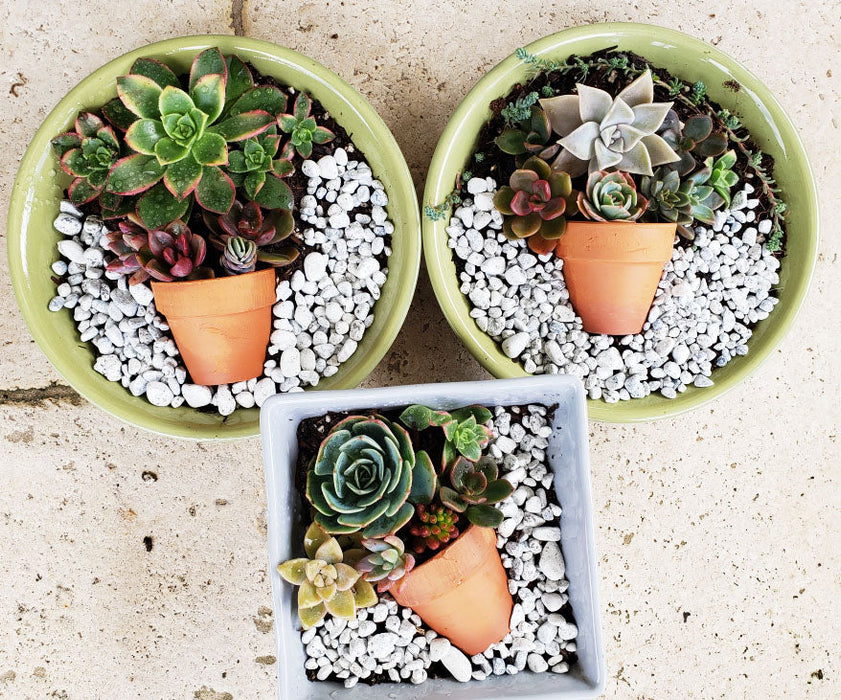 succulent exchange Drift in to Love ~ Succulent Arrangements for Mother's Day