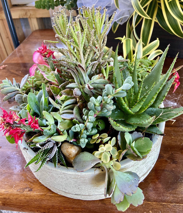 clam shell succulent Lux Clam Shell Boho