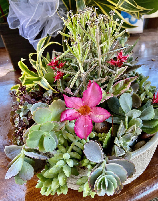 succulents in clamshell Lux Clam Shell Boho — Lehua's Forest, Flower Arrangements & Fruit Trees