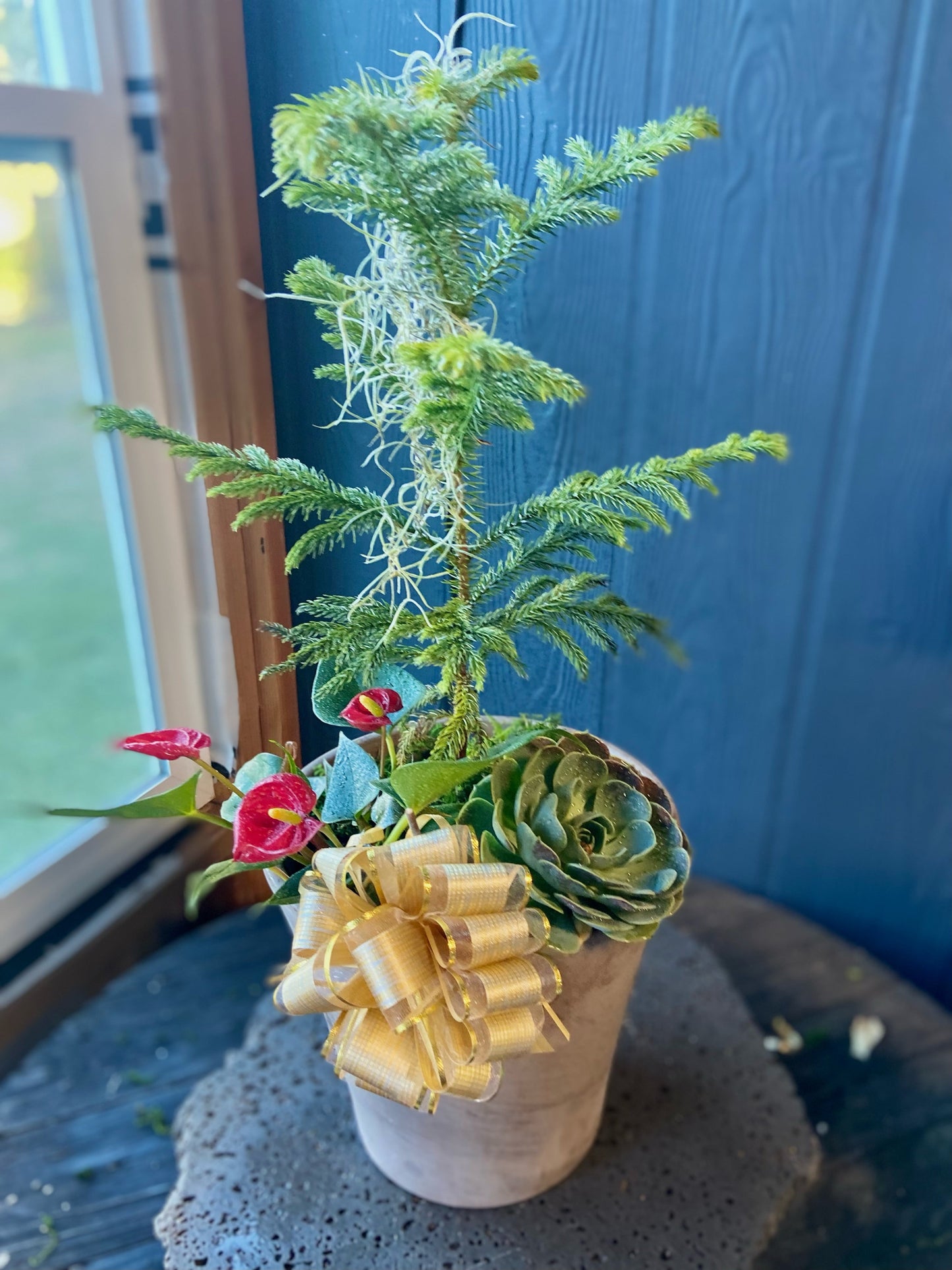 Maui Kalikimaka  ~ Potted Norfolk with accents