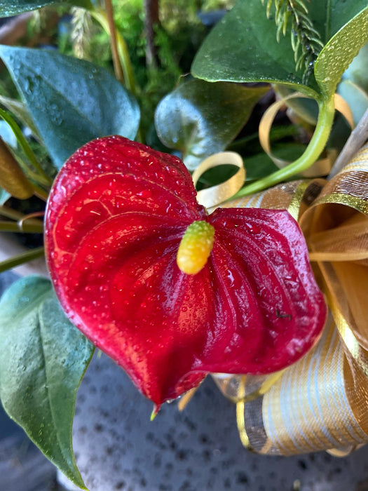 Maui Kalikimaka  ~ Potted Norfolk with accents