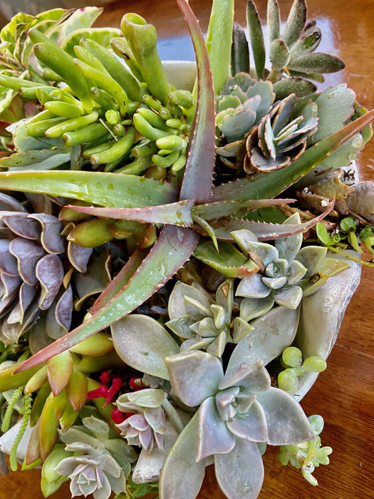 Succulent Arrangements