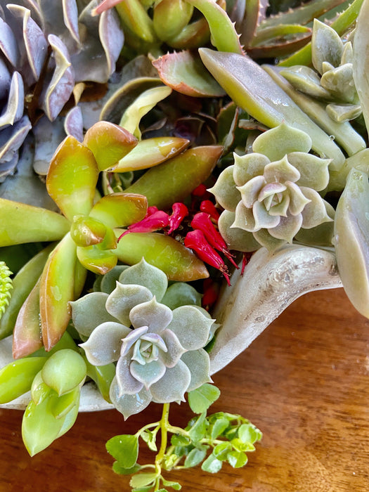 Succulent Arrangements