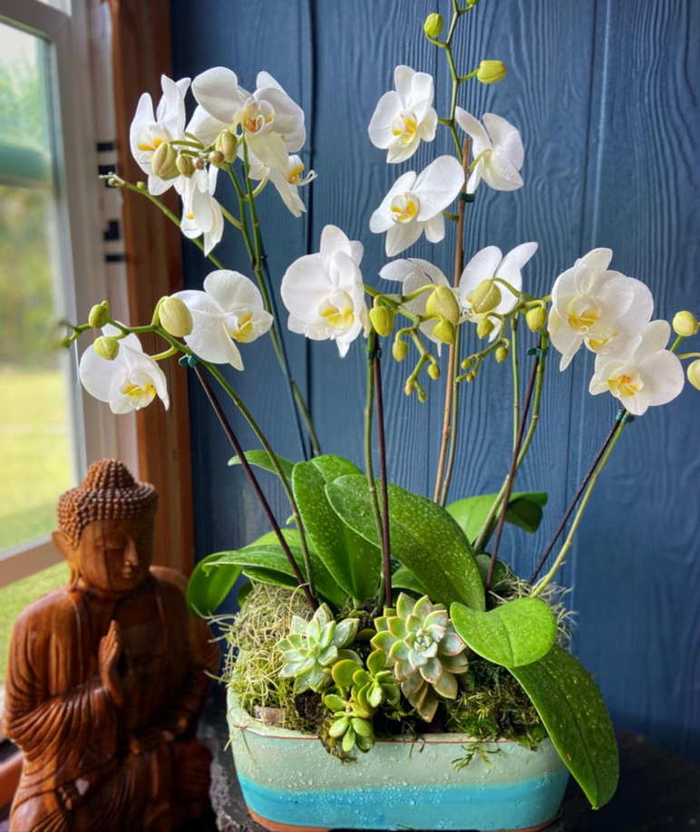 Orchid Arrangements